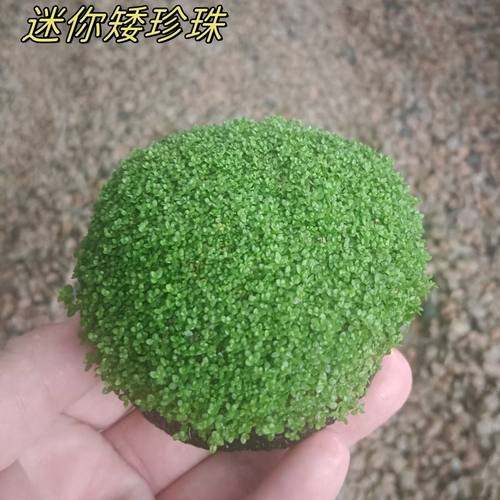 前景水草鱼缸造景活体懒人淡水植物阴性天胡荽爬地矮珍珠迷你牛毛