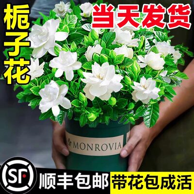 栀子花盆栽四季开花卉大全树苗室内绿植好养易活适合的懒人茉莉花