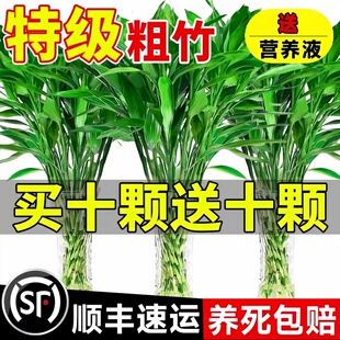 富贵竹水培植物客厅招财文昌竹花卉绿植盆栽室内好养粗杆带根竹子