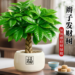 发财树盆栽招财旺宅桌面盆景办公室绿植室内客厅中式 植物 禅意四季