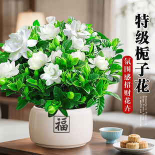 栀子花盆栽招财旺宅桌面盆景办公室绿植室内客厅中式禅意四季植物