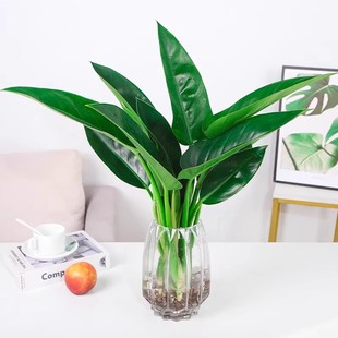 大金钻盆栽水培植物花室内桌面大叶绿公主吸净化空气甲醛花卉绿植