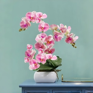 蝴蝶兰花苗带花剑盆栽兰花大苗客厅室内四季 开植物花卉鲜花好养活