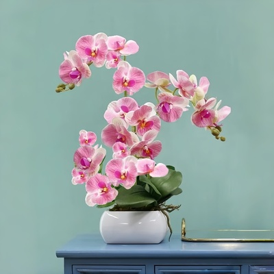 蝴蝶兰花苗带花剑盆栽兰花大苗客厅室内四季开植物花卉鲜花好养活