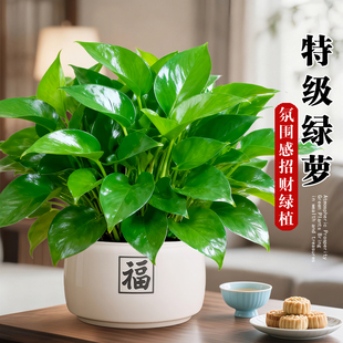 绿萝盆栽招财旺宅桌面盆景办公室绿植室内外客厅中式 植物 禅意四季