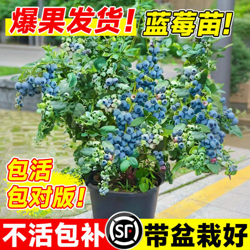 蓝莓树果苗盆栽带果发货特大号南北方种植正宗四季蓝莓盆栽果树苗
