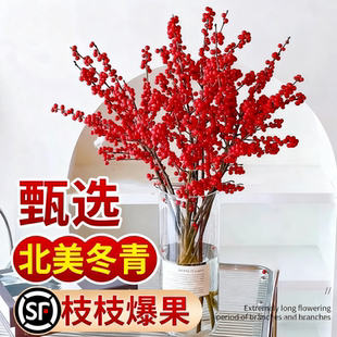 进口北美冬青鲜切枝水培植物鲜花束红果水养室内年宵银柳花卉真花