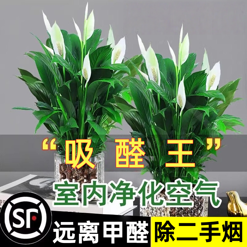 白掌盆栽一帆风顺绿萝箩花卉植物