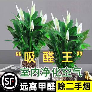 白掌盆栽一帆风顺绿萝箩花卉植物吸室内花水培红掌绿植发财树甲醛