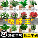 发财树绿萝金钻花卉绿植小盆栽水培植物室内好养多肉吸除四季 甲醛