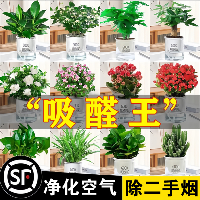 发财树绿萝金钻花卉绿植小盆栽水培植物室内好养多肉吸除四季甲醛