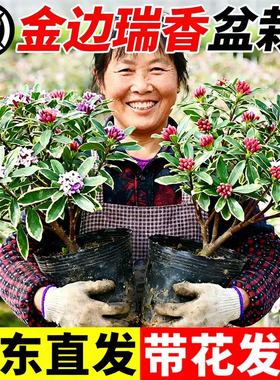 金边瑞香盆栽浓香型带花苞室内客厅阳台耐寒老桩大苗好养花卉植物
