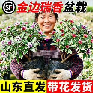金边瑞香盆栽浓香型带花苞室内客厅阳台耐寒老桩大苗好养花卉植物