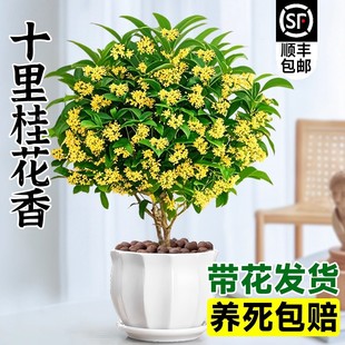 桂花树苗四季桂盆栽可食用开花不断室内阳台庭院浓香型花卉植物