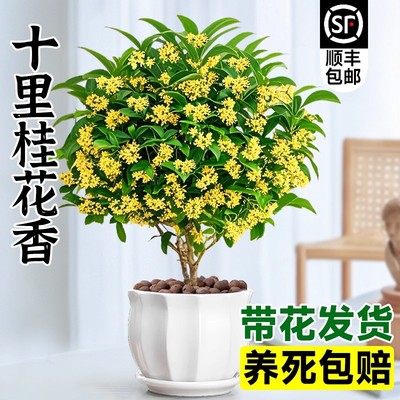 桂花树苗四季桂盆栽可食用开花不断室内阳台庭院浓香型花卉植物