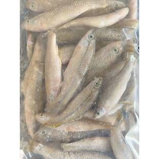 新鲜冷冻麦穗鱼小鱼小河虾泥鳅段观赏鱼龙鱼鱼食虎鱼乌龟角蛙饲料