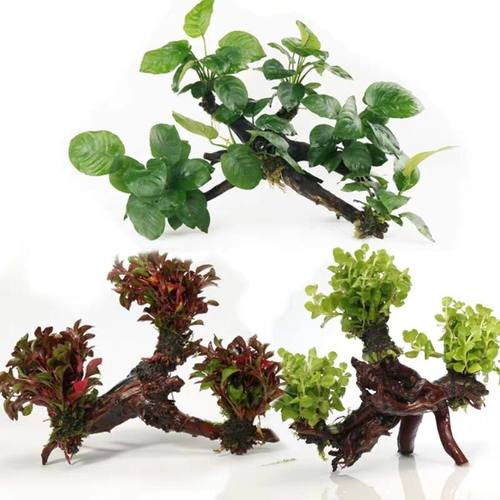 水草活体鱼缸造景淡水沉木水榕植物水族箱懒人真水草鱼缸装饰造景