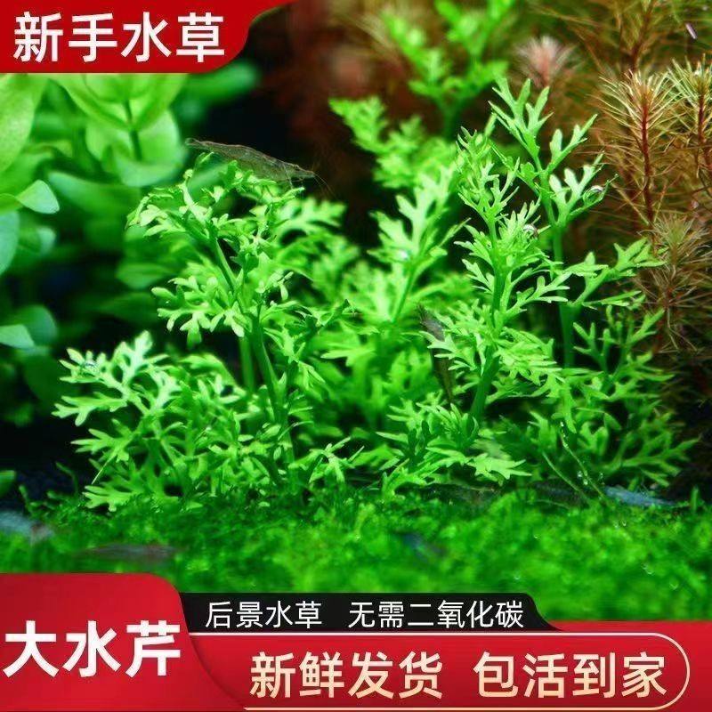 大水芹水草水芹菜中后景鱼缸造景淡水植物无需二氧化碳雷龙缸专用