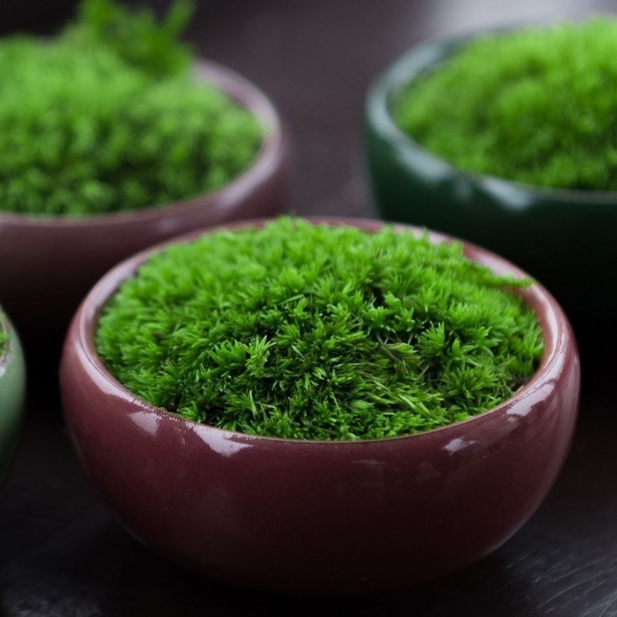 喷水就活青苔办公桌面小盆栽苔藓微景观生态瓶迷你植物微盆景绿植