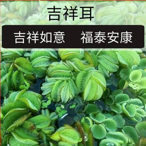 鱼缸乌龟缸造景摆件水培植物生态缸鱼草真草净化水绿植增氧泵水草