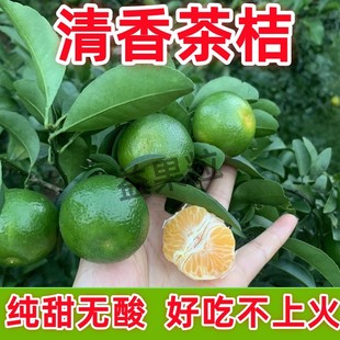 广西清香茶橘清香橘清香蜜桔青香茶桔新鲜纯甜无酸巴西柑茶香桔