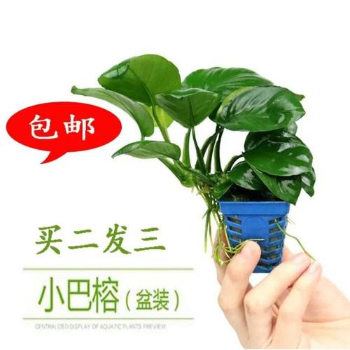 鱼缸真草沉木小巴榕水草淡水植物热带鱼水草小巴榕水培植物水养
