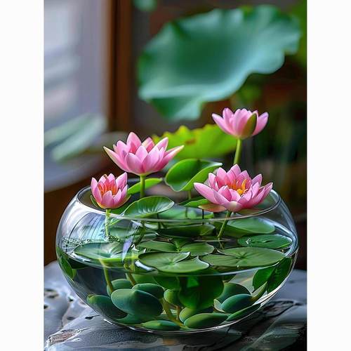 水培植物碗莲花卉室内花好养四季开花种子籽水养荷花盆栽客厅睡莲