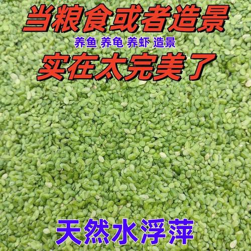 芝麻浮萍养鱼紫背鱼塘小青萍养龟小叶鱼缸造景景观水质净化水草