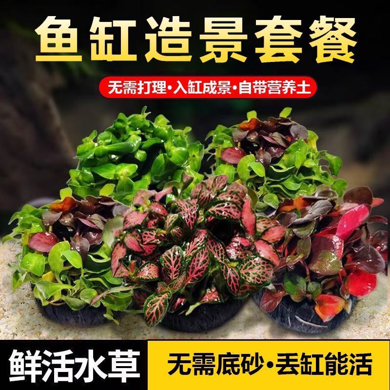 小宝塔坨草水草套餐懒人增氧前景矮净化水质阴性水草中柳造景植物