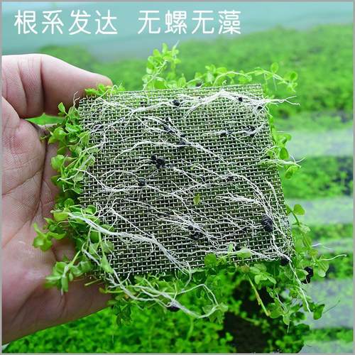 前景爬地矮珍珠趴地迷你鱼缸造景活体真水草懒人速成阴性淡水植物