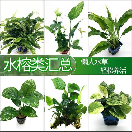 水榕沉木水草小水榕鱼缸活体水草水族箱造景鱼缸装饰水草淡水植物