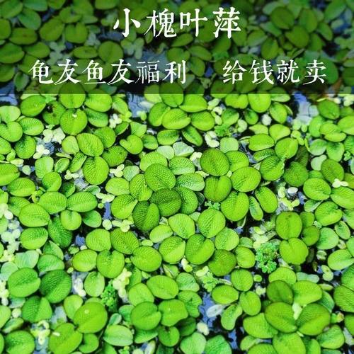 槐叶萍水培水生植物花卉水草浮萍鱼缸龟缸净化水装饰微造景观绿植