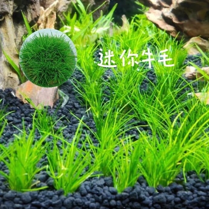 水草厂家直发前景迷你牛毛日本高珍珠爬地天湖荽小水兰玻璃缸造景