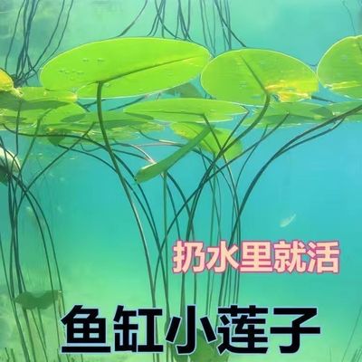鱼缸快速水培造景碗莲种子莲花花卉懒人睡莲新手四季常青水草植物