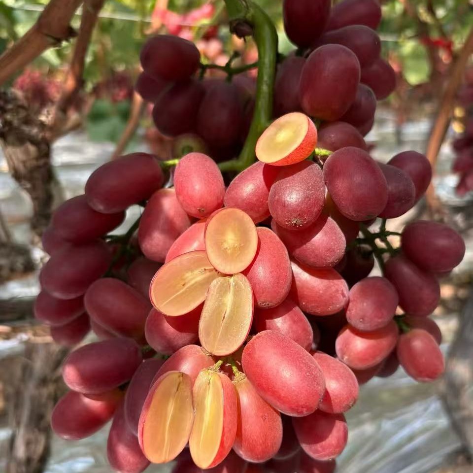 新疆克伦生无籽葡萄 3斤左右