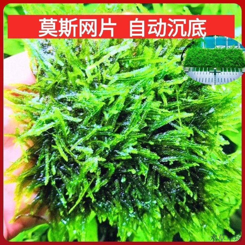 沉木活体三角前景网片增氧草坪植物鱼缸莫斯片水草淡水垂泪