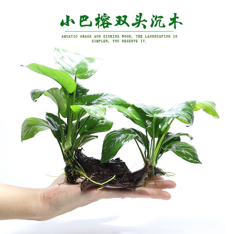 坨草懒人水草活体鱼缸造景小水榕沉木大叶九冠小巴榕绿宫廷活水草