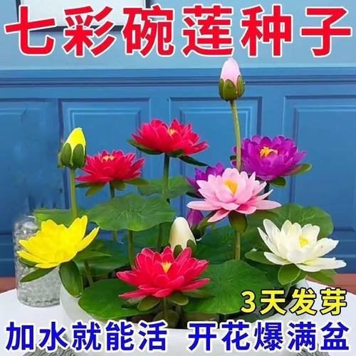 碗莲种七彩五颜六色水培花卉水养四季莲花荷花种莲藕绿植水培莲子