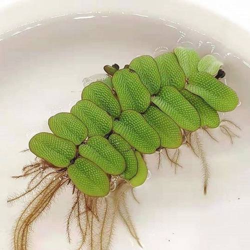 蜈蚣萍浮萍水培植物养鱼养龟养虾养蟹漂浮水草净化水质水养真草