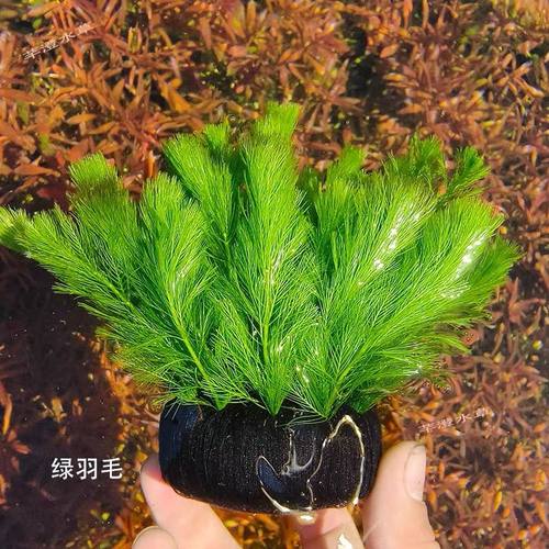 绿羽毛增氧懒人水草泥鱼缸造景无需底砂净化水质绿菊孔雀鱼虾好养