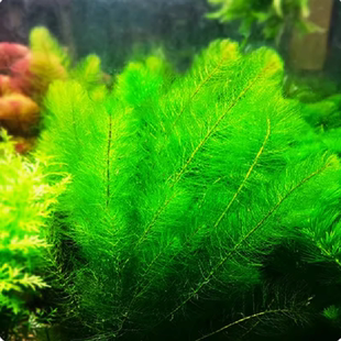 绿千层活体真水草鱼缸水族绿松尾红菊造景淡水增氧植物阴性后景草