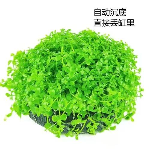 坨草爬地矮珍珠前景趴地水草迷你鱼缸懒人增化活体阴性淡水