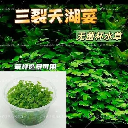 无菌杯水草鱼缸草坪淡水水草养鱼造景水培前景三裂天湖荽阴性活体