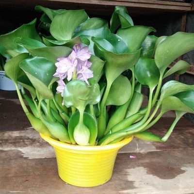 20cm水葫芦水生植物新鲜种苗大棵带根好成活浮莲包邮浮萍美观浮漂