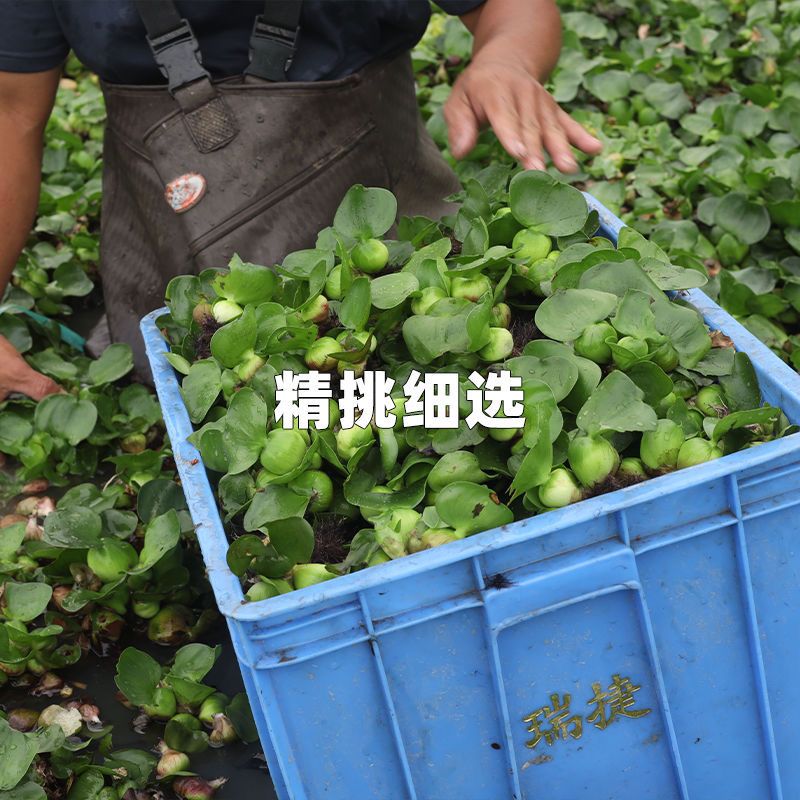 水葫芦浮萍水草植物花苗鱼塘水培种子鱼缸水生植物养乌龟缸水芙蓉
