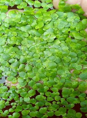 鱼缸饰品小浮萍浮性水草水藻水芙蓉槐叶萍活体水植物水葫芦蝴蝶萍