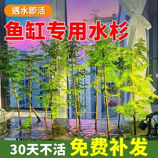 水杉鱼缸造景水培溪流缸盆栽盆景鱼池水生植物绿植室内外水草客厅