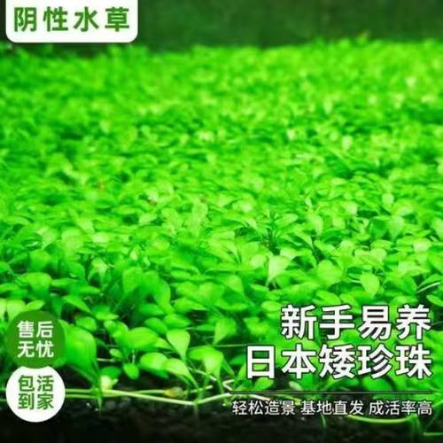 矮珍珠阴性无菌净化懒人草增氧造景前景水草新手鱼缸植物二氧化碳