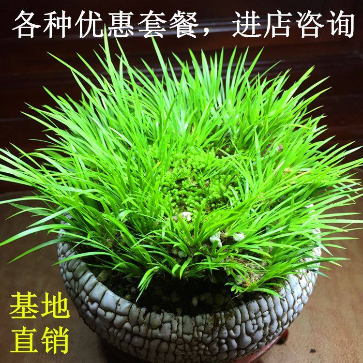 黄金极姬金钱香草贵船苔蝉小川天鹅绒龙根菖蒲虎须草水培附石盆景