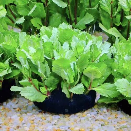 水罗兰坨草水草淡水植物活体鱼缸造景增化水质新手懒人